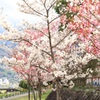 桜のある風景