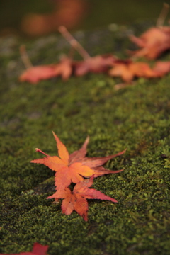 八十八番札所の紅葉③