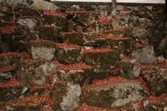 これも紅葉写真・・・？