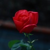 薔薇・・・⑤
