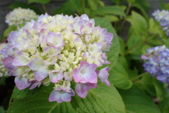 家の花壇にも咲きました・・・