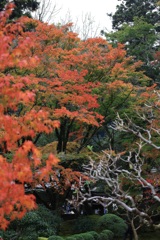 押し寄せる紅葉・・・