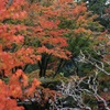 押し寄せる紅葉・・・