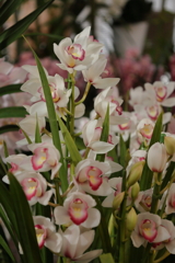 シンビジウム・・・