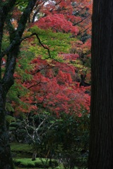 赤と緑のコントラスト・・・
