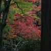 赤と緑のコントラスト・・・