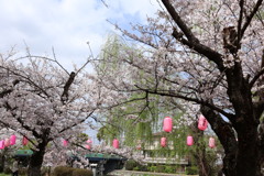 春の風景・・・