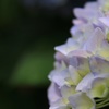紫陽花③