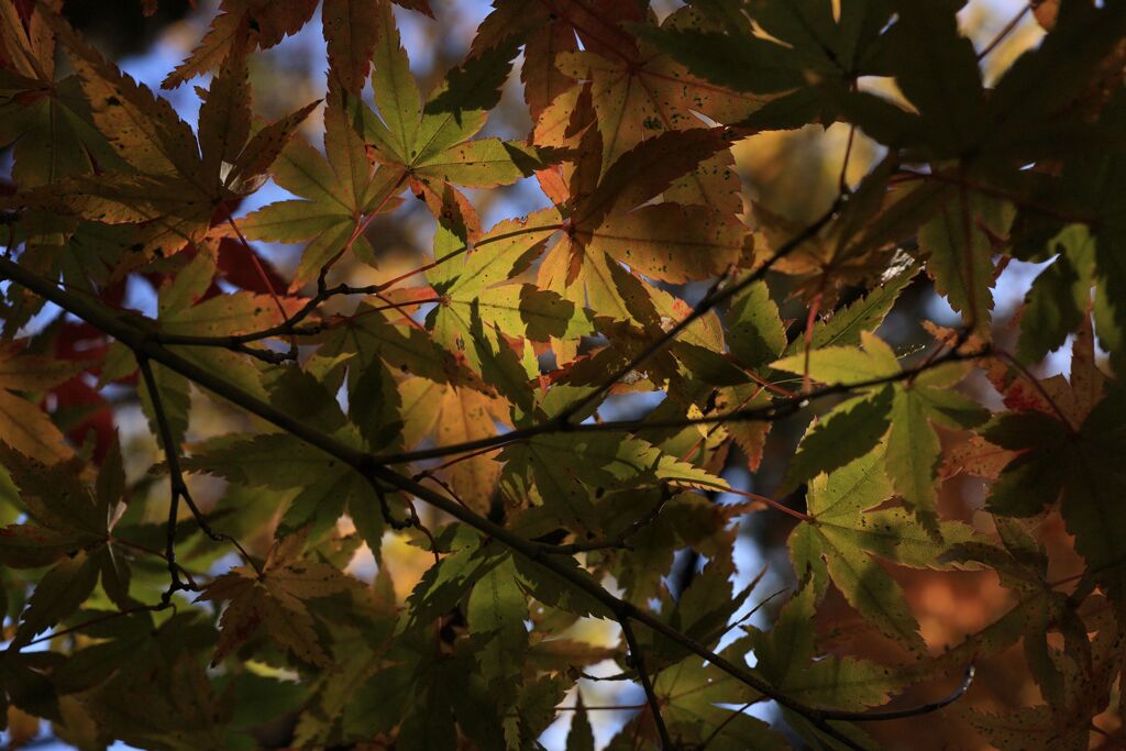 穏やかな陽をうけて・・・