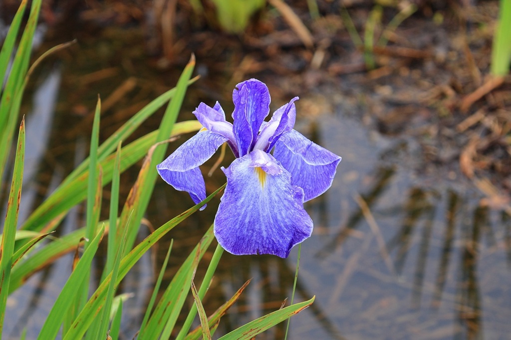 強い雨に耐えて・・・