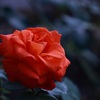薔薇・・・④