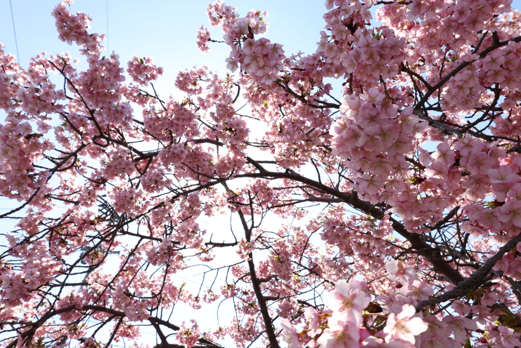 河津桜・・・④