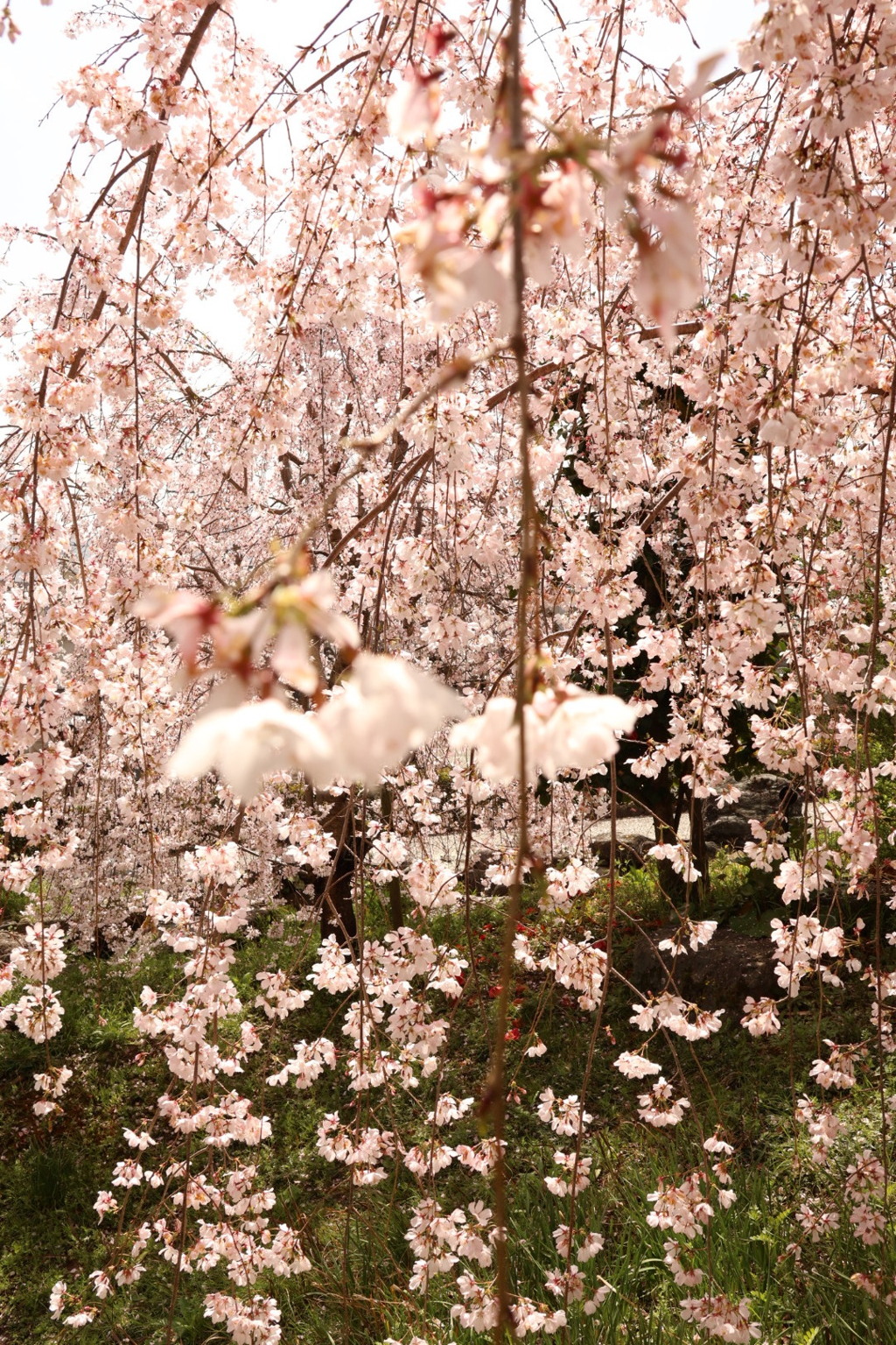 春本番・・・