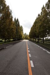 並木道・・・②