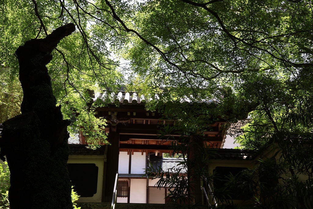 深緑・・・