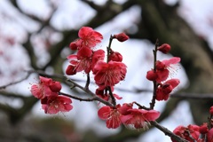 春が近くまで来てる・・・
