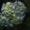 紫陽花③