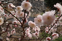 お散歩写真・・・③