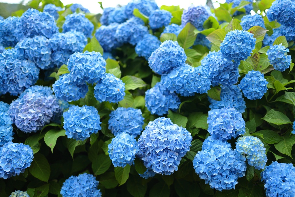 豪華に・・・