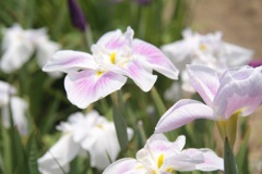 菖蒲②