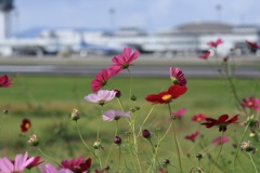 秋の空港・・・