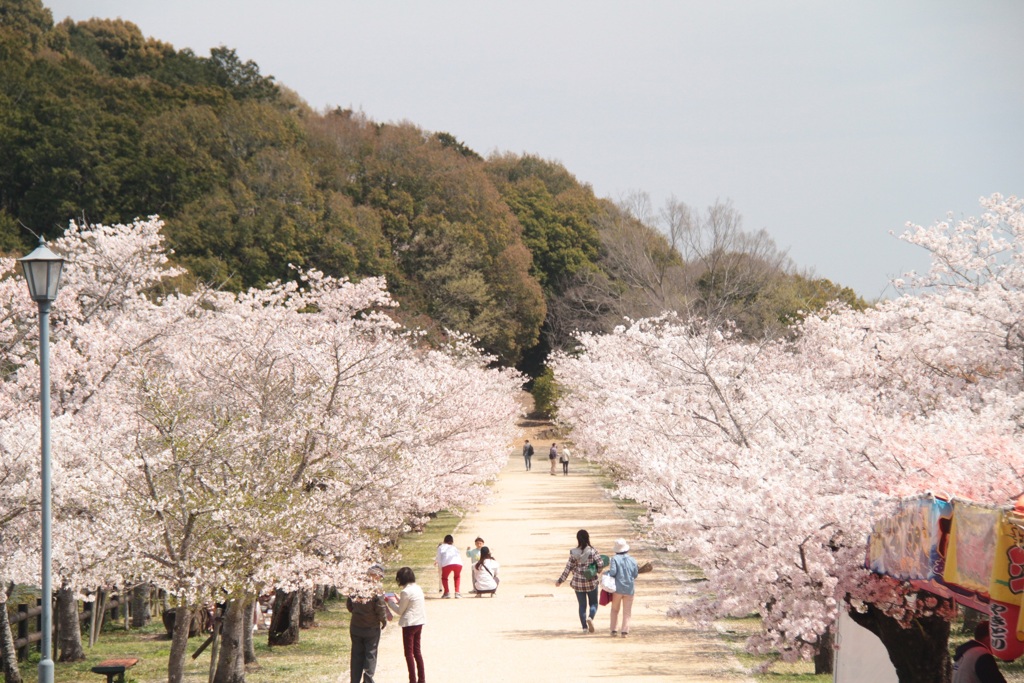 穏やかな陽ざし