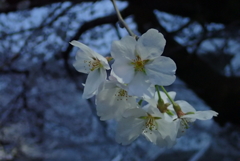 仕事帰りに見た桜・・・②