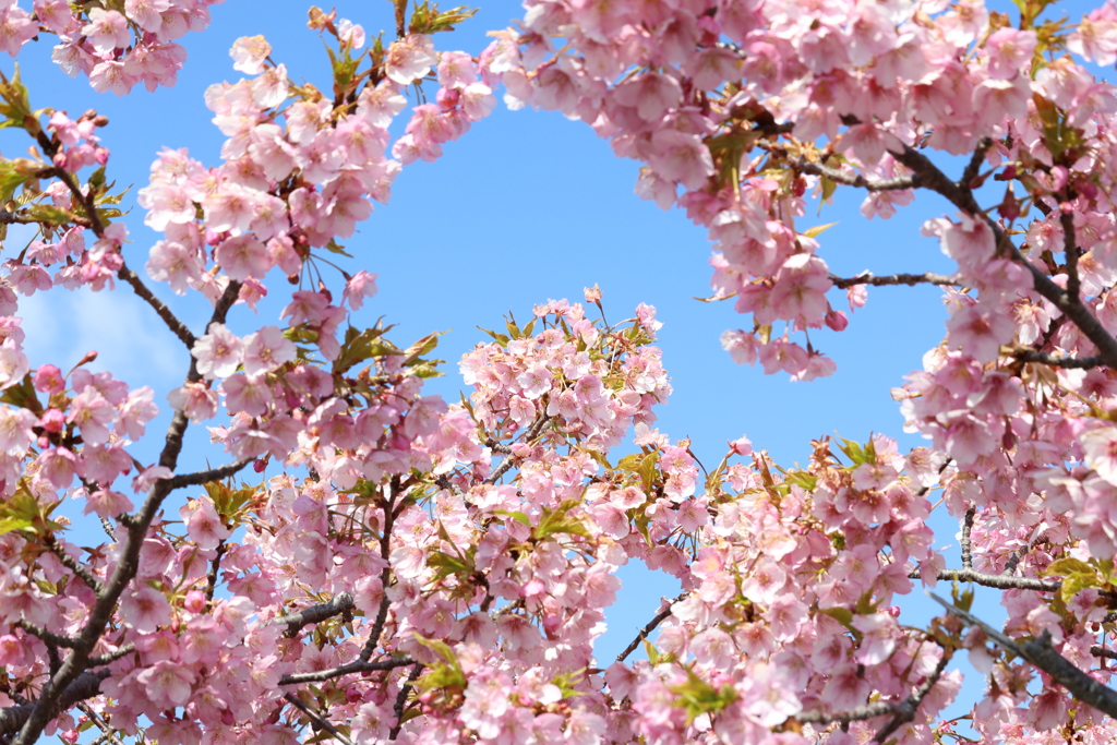 河津桜・・・③