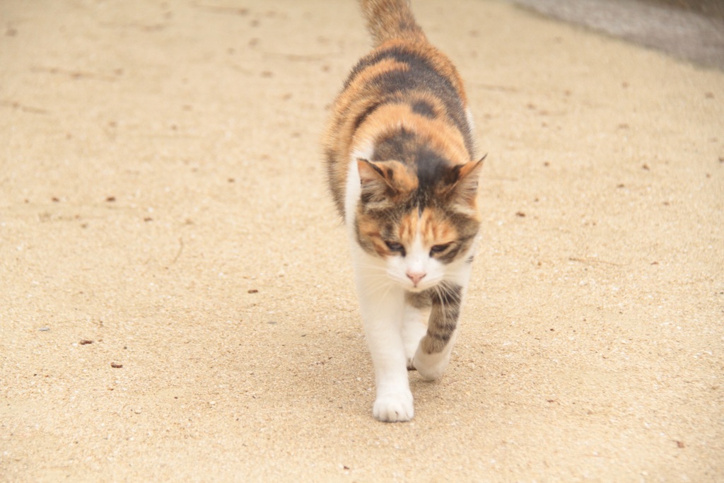 三毛ちゃん(=^・^=)　2