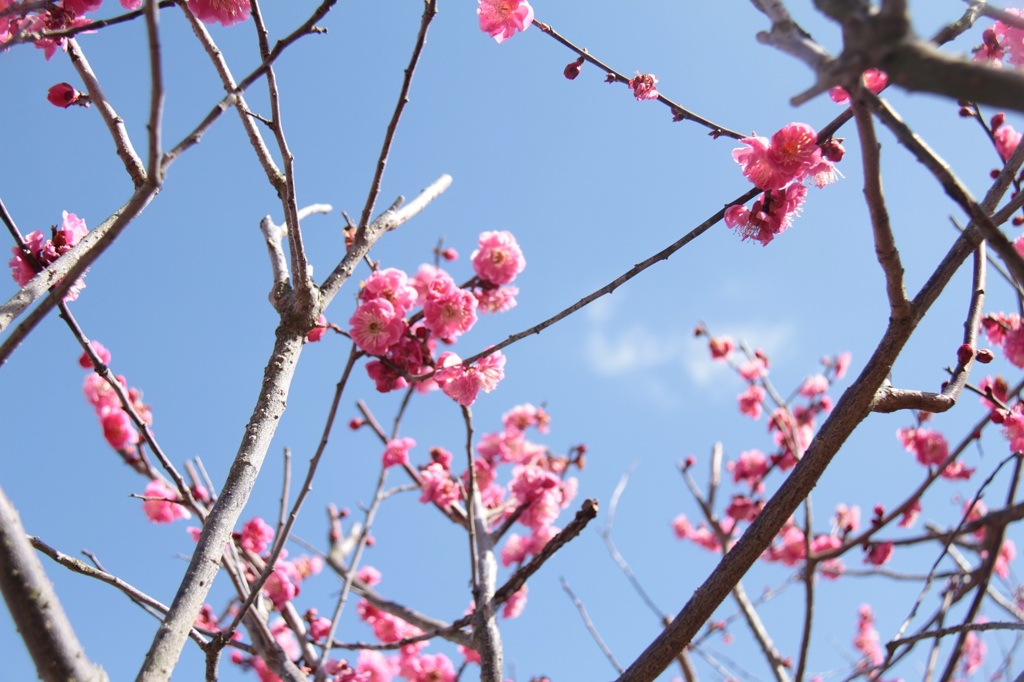 春近し・・・