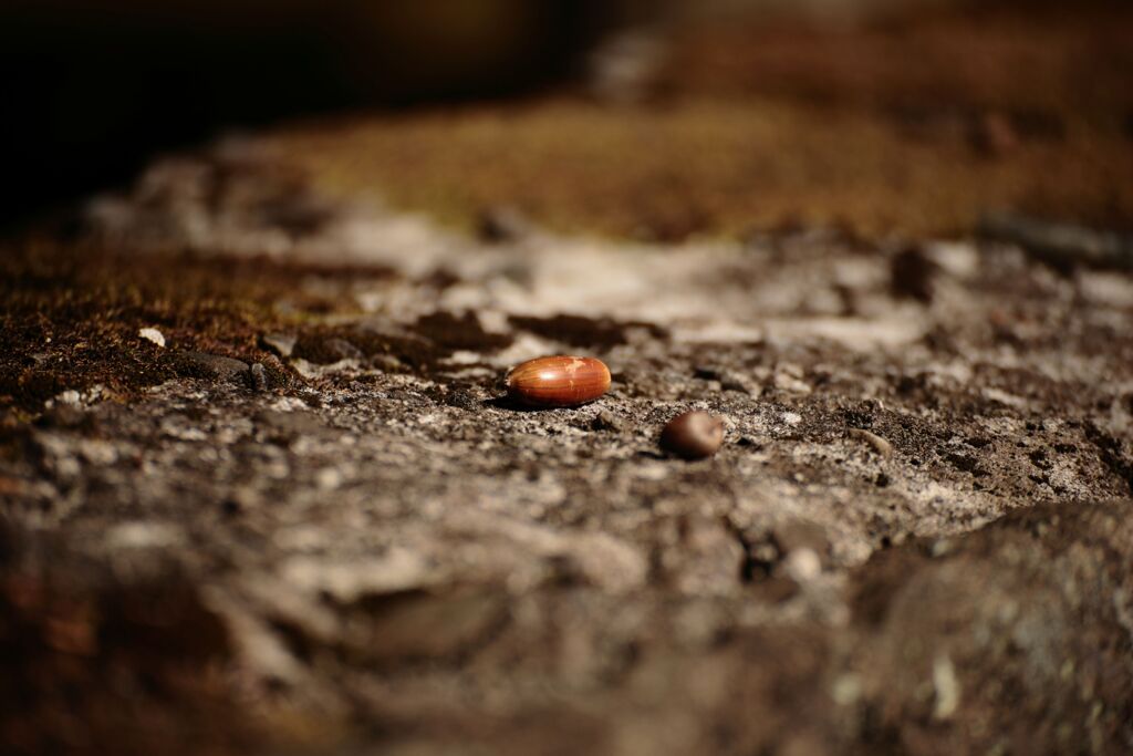 どんぐりころころ・・・