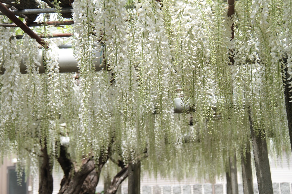 しなやか・・・