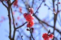春を告げる・・・
