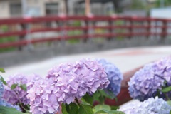 紫陽花と赤い橋