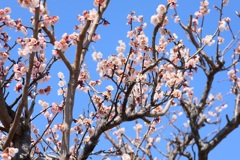 春散歩②