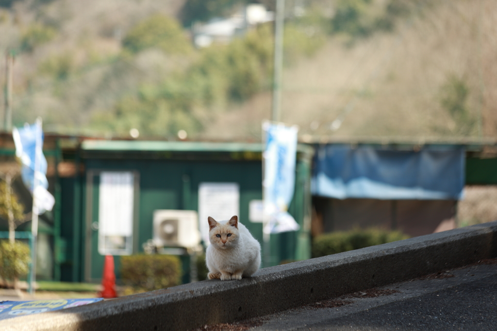 写真撮ってく？