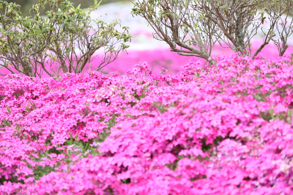 芝桜・・・！
