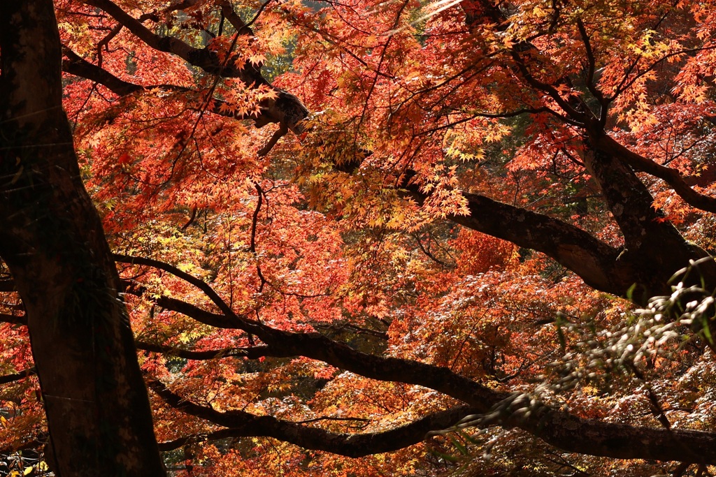 紅葉の帳・・・