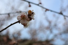 春の足音・・・