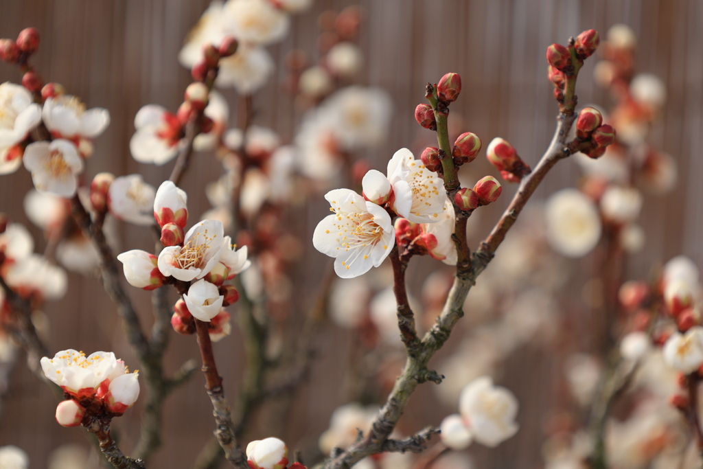 春を告げる・・・