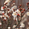 春を告げる・・・
