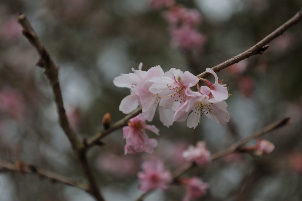 寒い日に春を感じて・・・