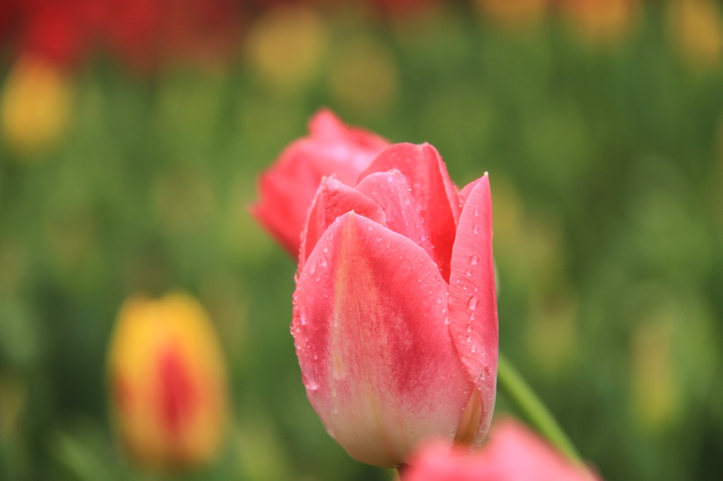 雨にうたれて・・・