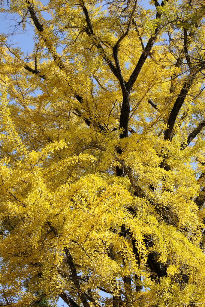 大きなイチョウ・・・