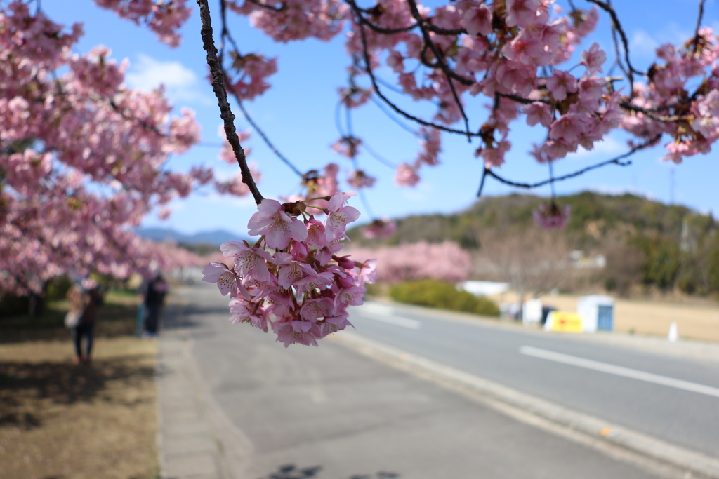 河津桜・・・⑤