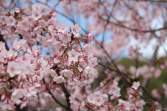 Spring has come ③