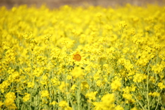 ぽつんと・・・