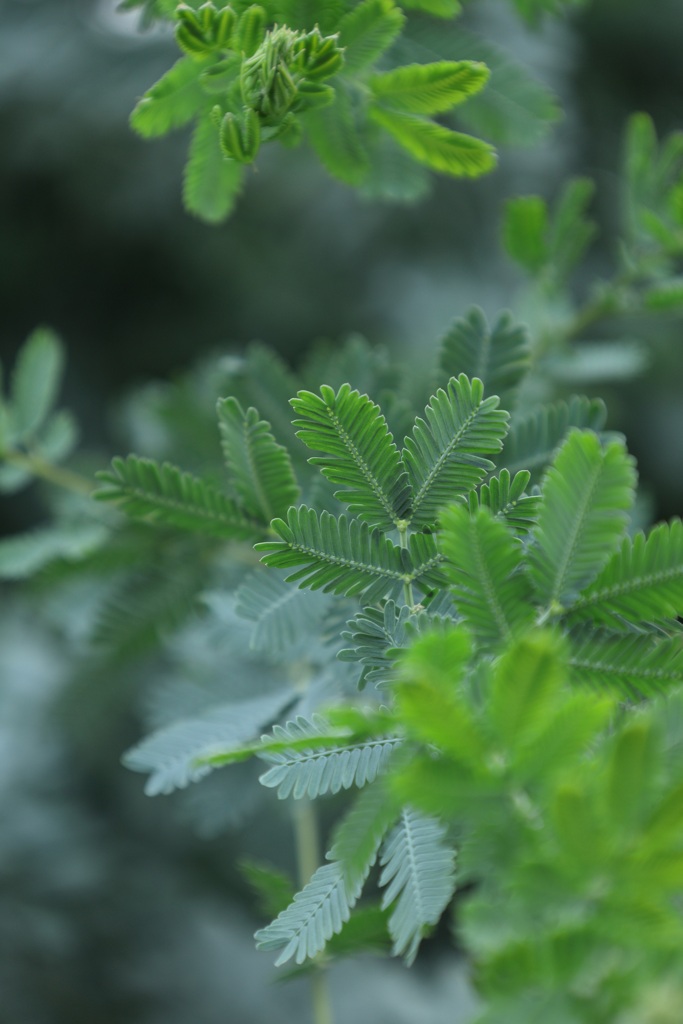 Ｇｒｅｅｎ・・・