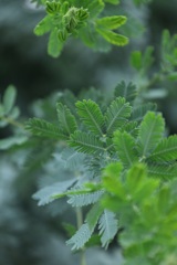 Ｇｒｅｅｎ・・・