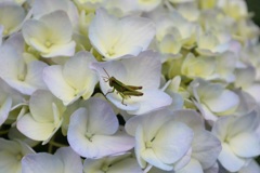 バッタもお花見・・・